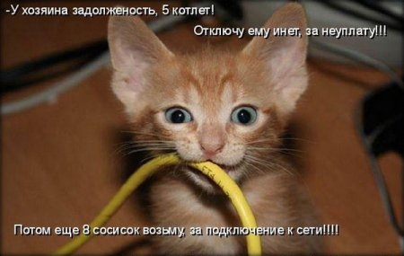 Фотографии про кошек смешные и прикольные023