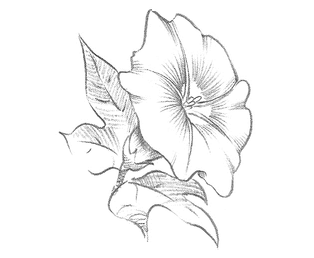 Цветы для срисовки карандашом   красивые и легкие (15)