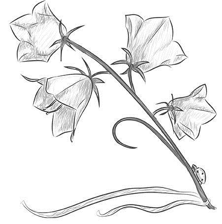 Цветы для срисовки карандашом   красивые и легкие (2)