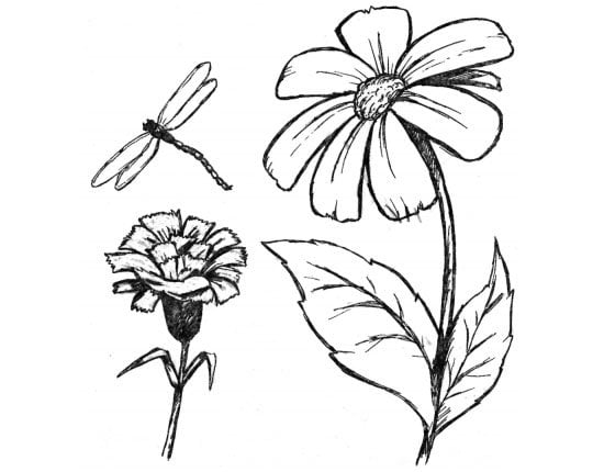Цветы для срисовки карандашом   красивые и легкие (3)