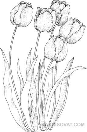 Цветы для срисовки карандашом   красивые и легкие (4)