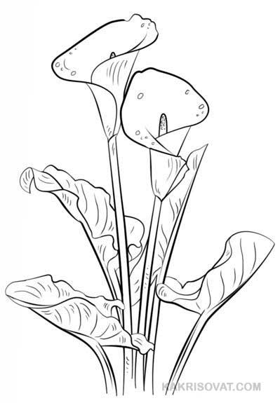 Цветы для срисовки карандашом   красивые и легкие (6)