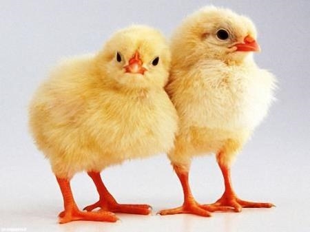 Цыпленок на прозрачном фоне картинки для детей (24)