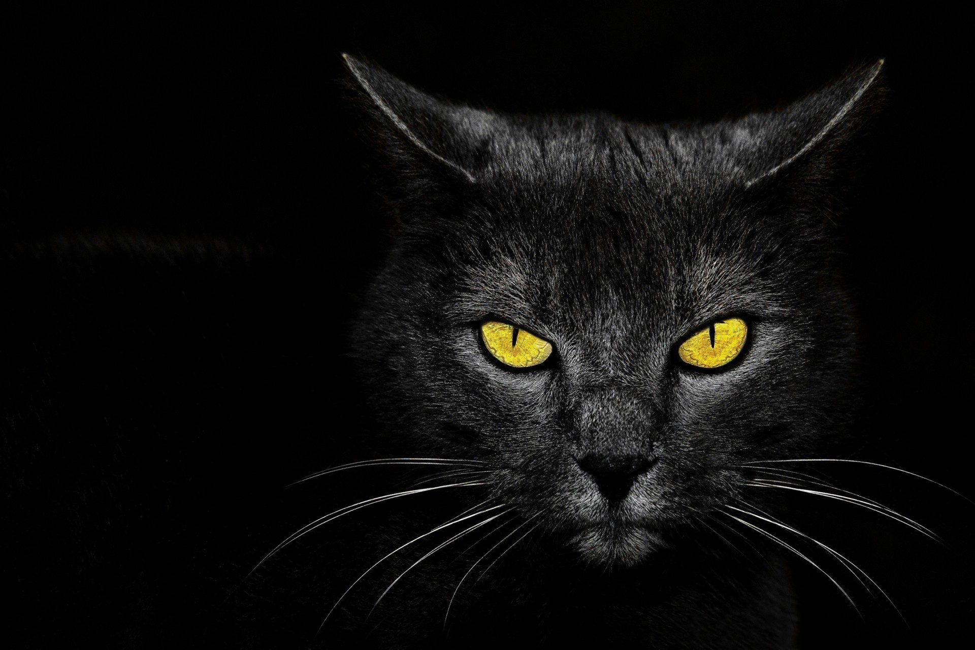 Разноцветный кот на черном фоне