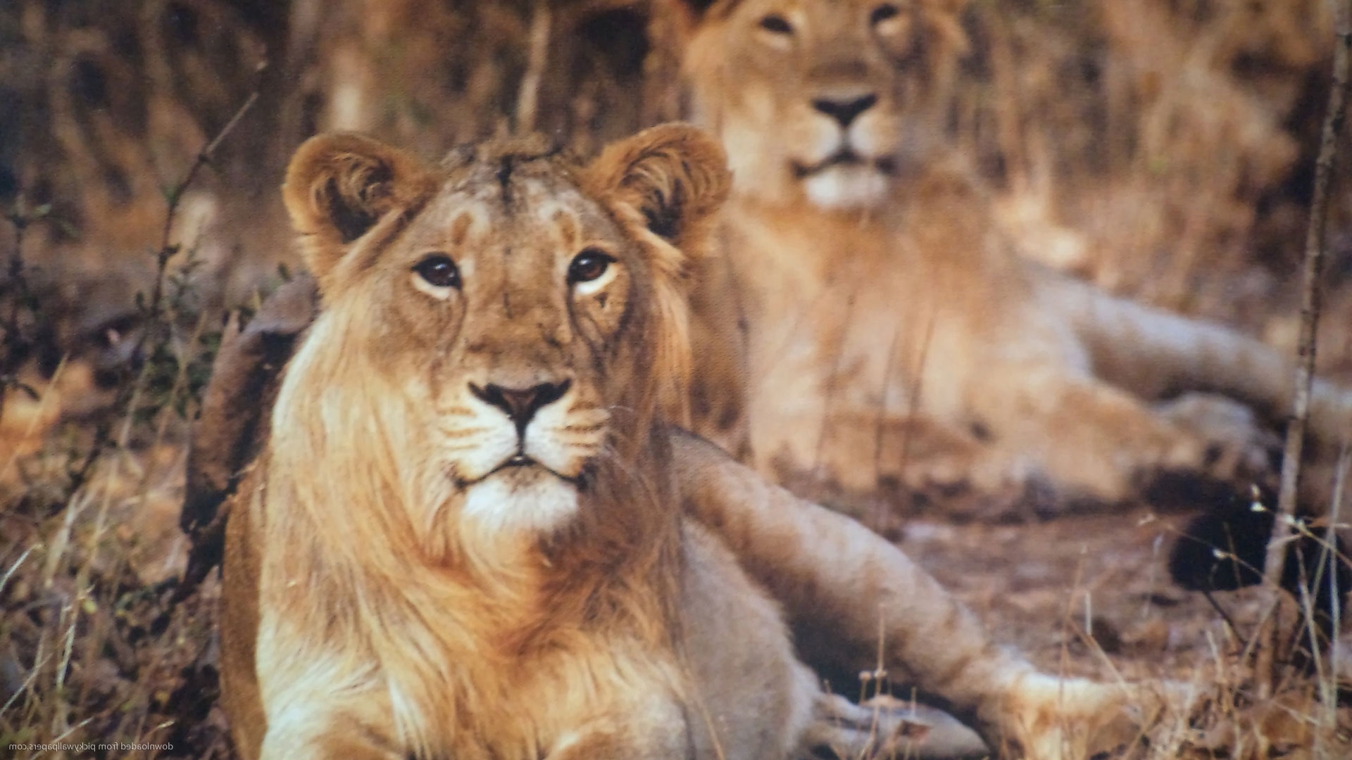 Азиатский Лев 1366х768. Indian Lion. Indian three Lions.