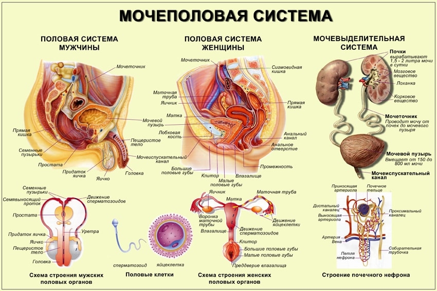 Показать Внутренние Органы Человека Расположение Фото