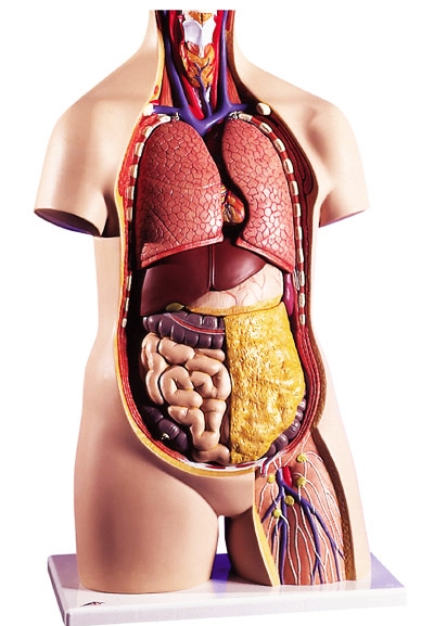 Человеческий организм фото органов человека