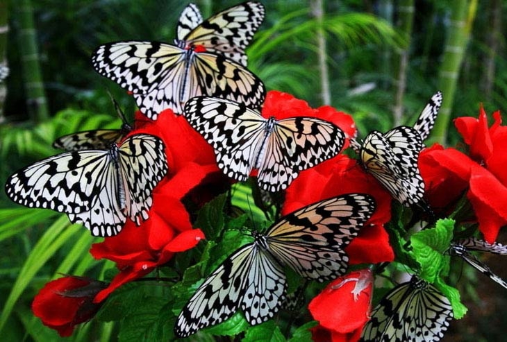 Бабочки красивые картинки005