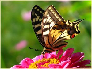 Бабочки красивые картинки022