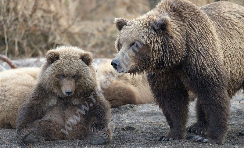 Картинки для декупажа медведи   классные004
