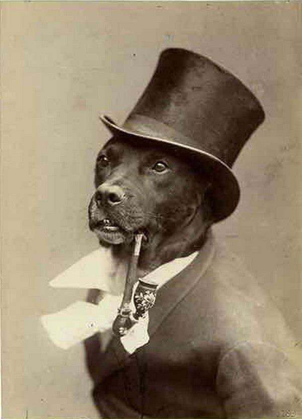 Картинки для декупажа собаки с сигарой015