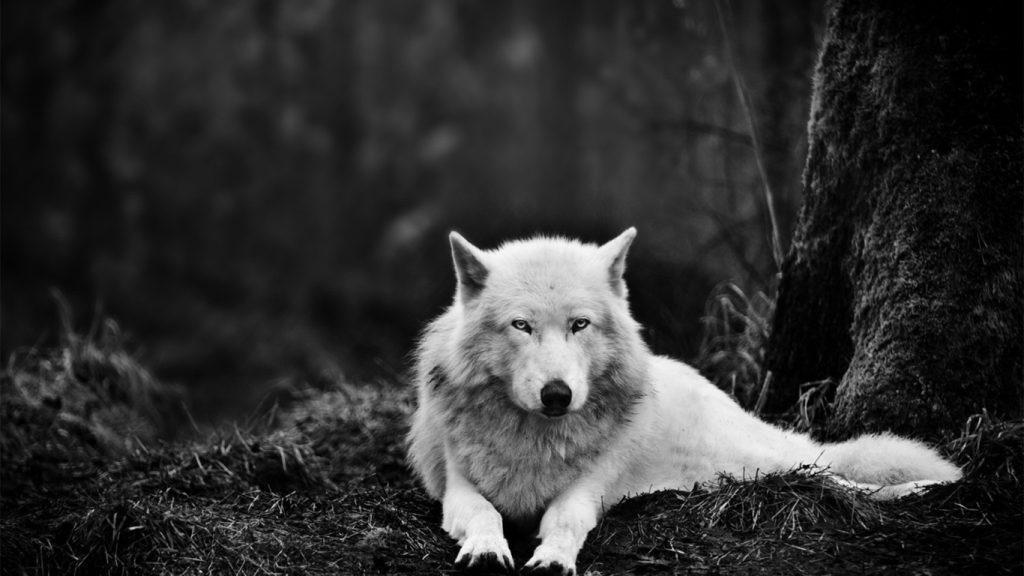 Картинки на заставку волк   подборка002