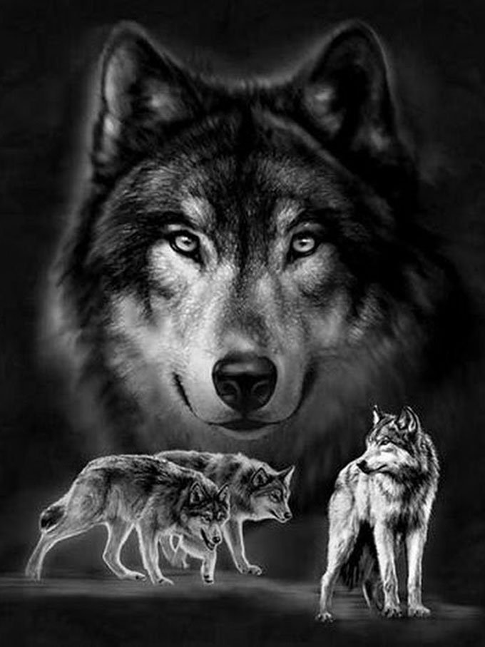 Картинки на заставку волк   подборка013