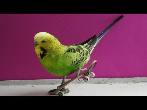 Картинки прикольные про попугаев   красивая подборка007