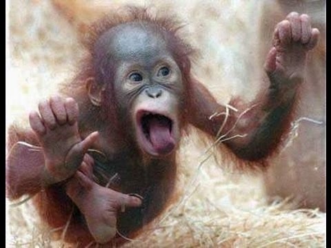 Картинки про смешных обезьян   красивая подборка004