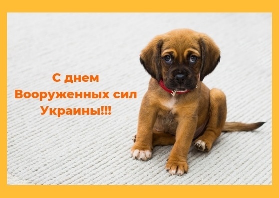 Картинки с днём собаки Украины   открытки021