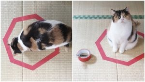 Картинки с рисованными котами   красивая подборка014
