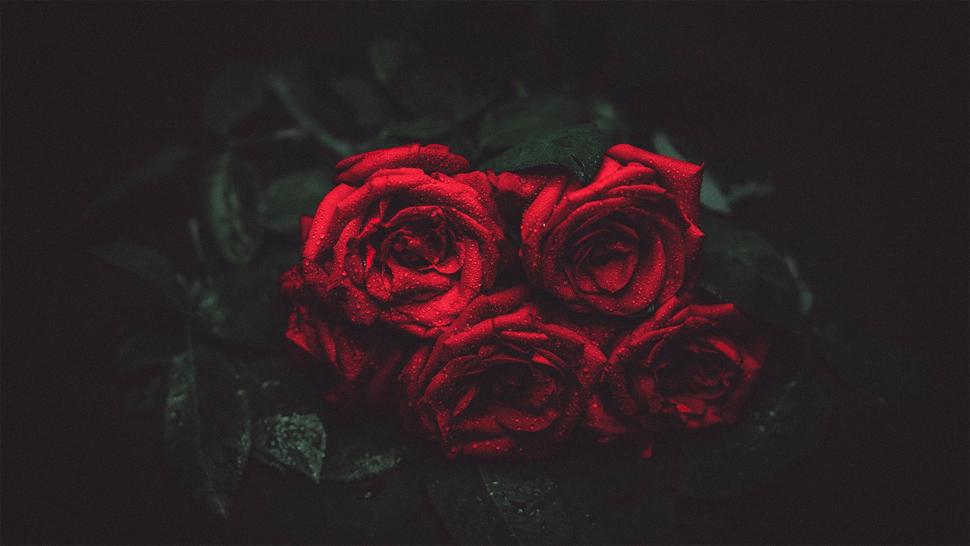 Красивые розы на рабочий стол картинки003