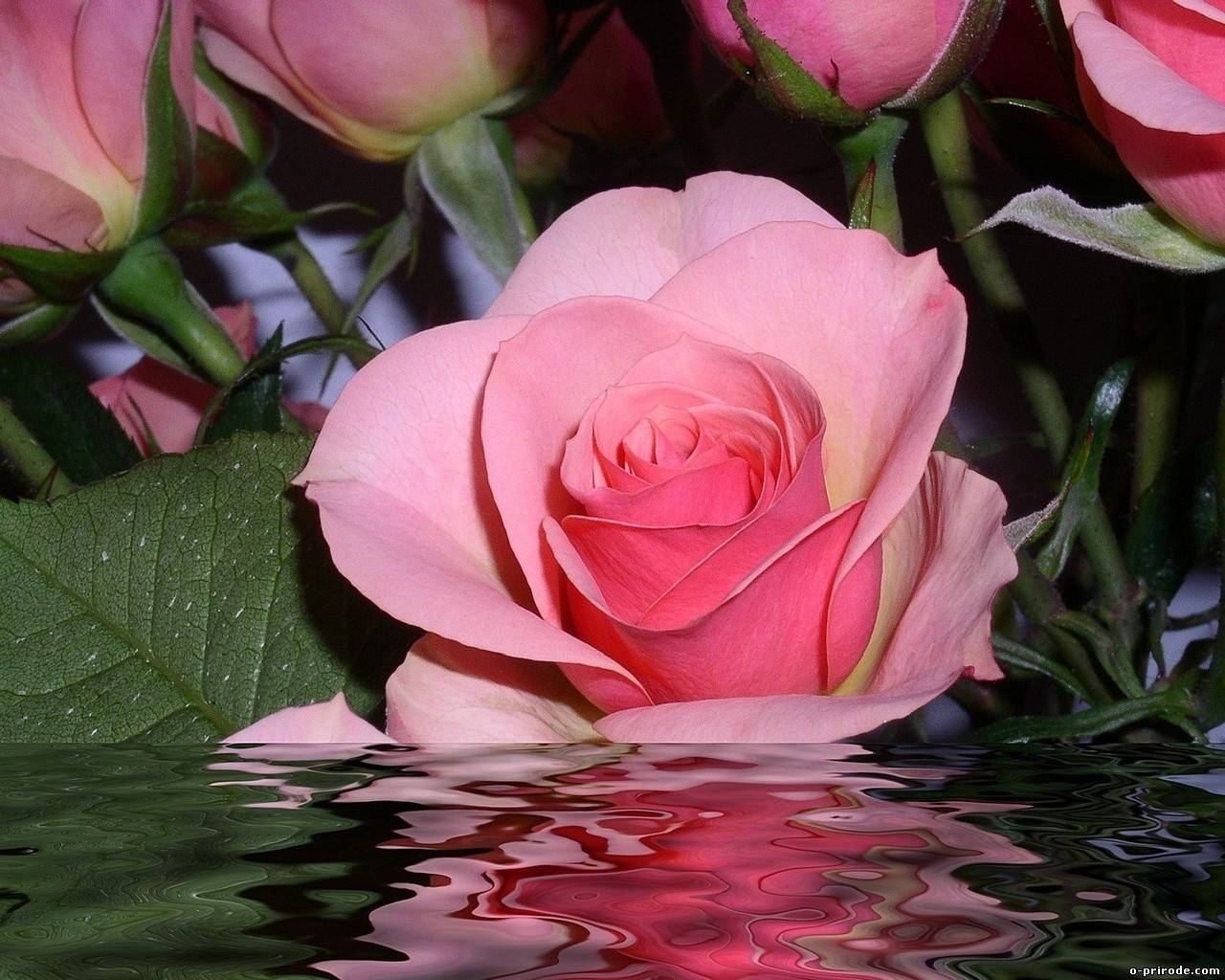 Красивые розы на рабочий стол картинки007
