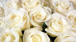 Красивые розы на рабочий стол картинки016