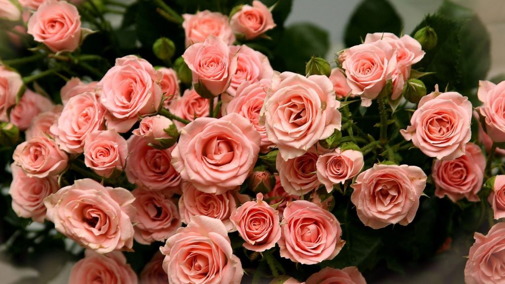 Обои на рабочий стол телефона цветы розы