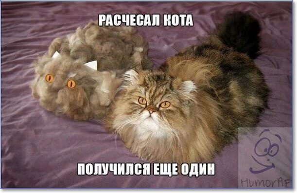 Смешные картинки про котов с надписью015