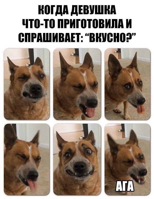 Смешные картинки про собак с надписью009