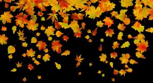 Фото осенних листьев с названиями   подборка019