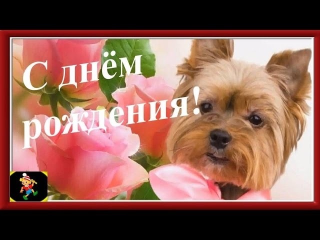 С днем рождения картинки с йорком