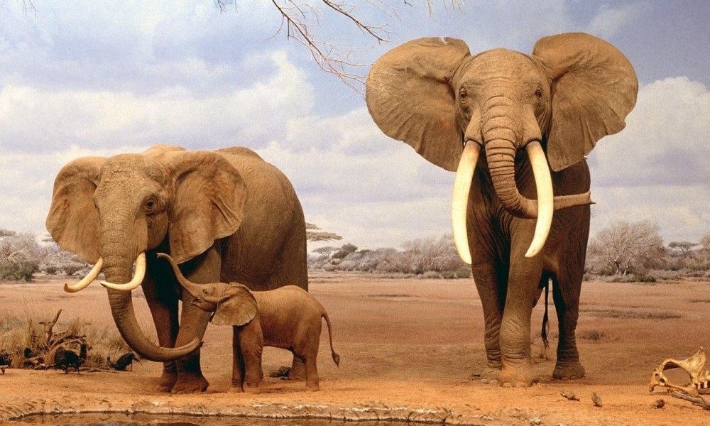 Картинки на всемирный день защиты слонов002