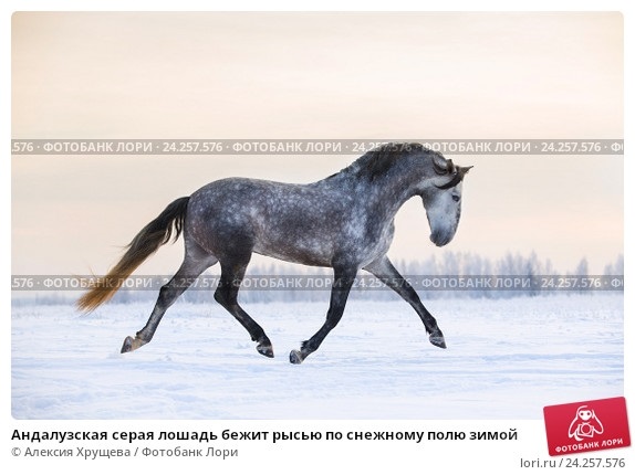 Лошадь lori014