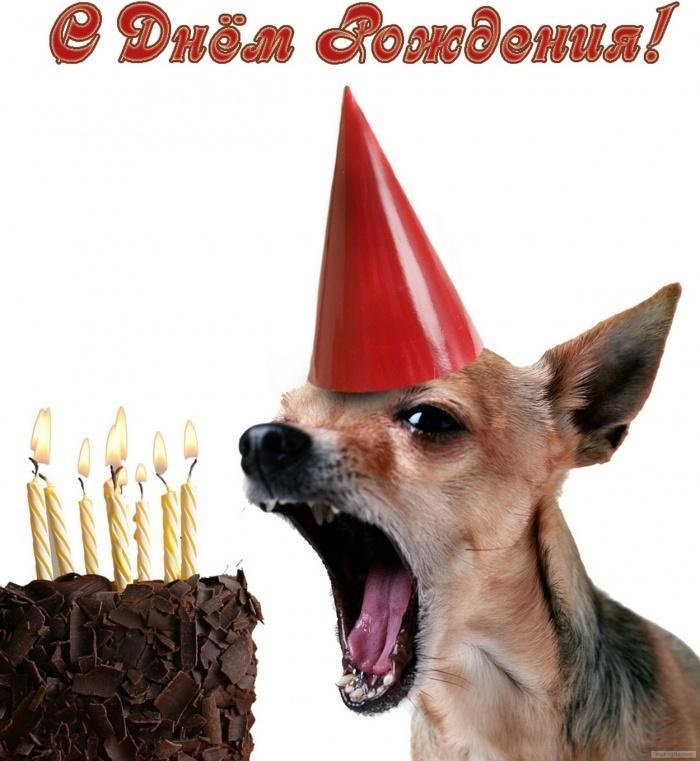 Открытки с днем рождения собаке016