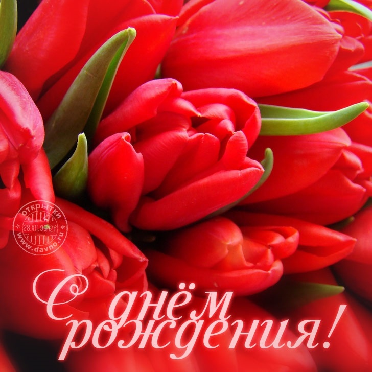 С днем рождения открытки цветы тюльпаны011