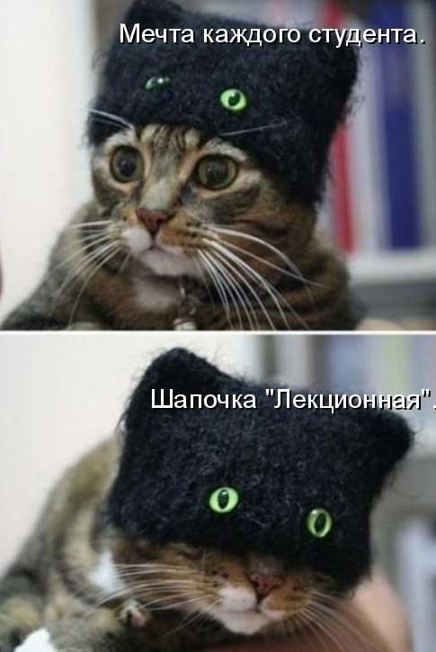 Смешные картинки про котов и кошек 017