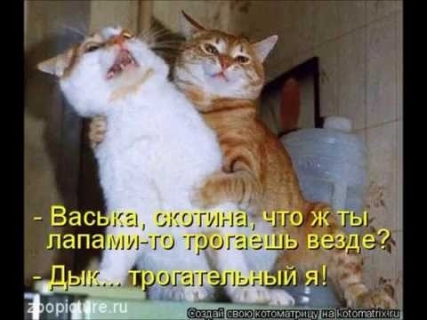 Смешные картинки про котов и кошек 023