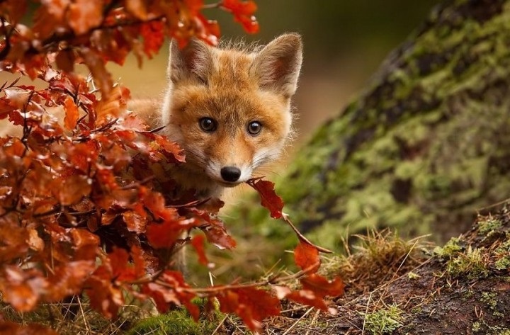 красивые картинки про осень с животными 010