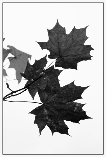 черно белые картинки на тему осень 022