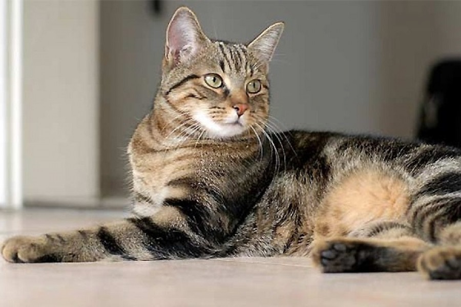 Европейская короткошерстная кошка фото описание