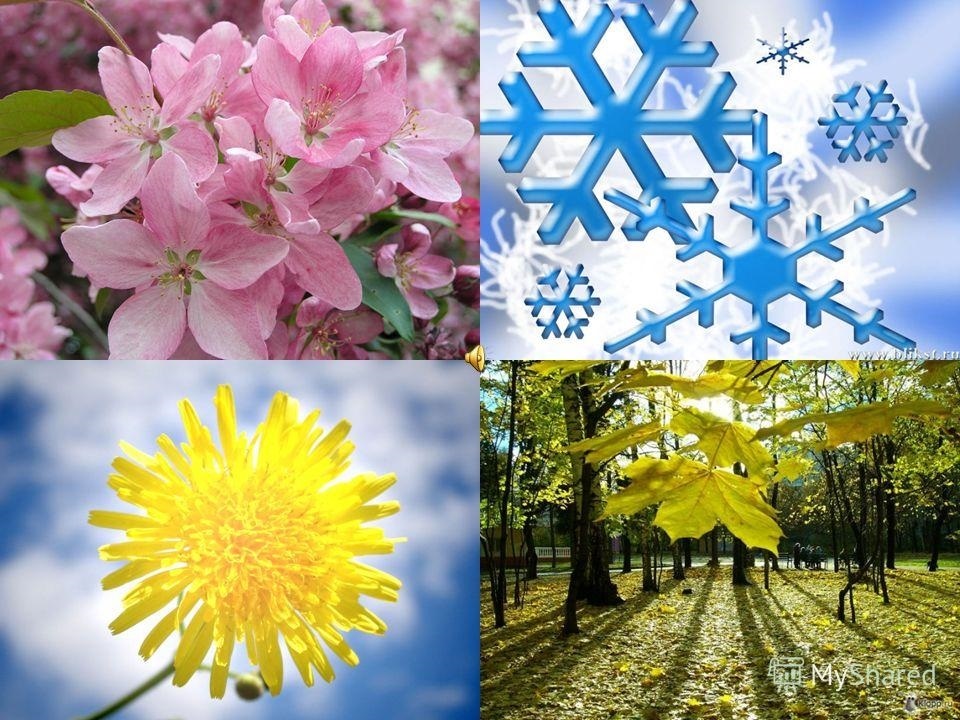 Картинки времена года. Поры года. Растения зимой и летом. Зима Весна лето. Растения зимой весной летом и осенью.