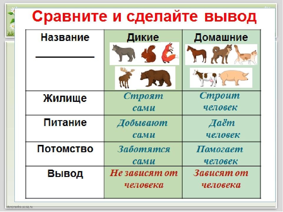 Сравнение животных картинки