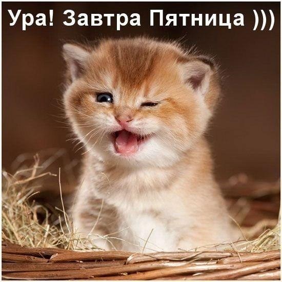 Смешные картинки котят с надписями