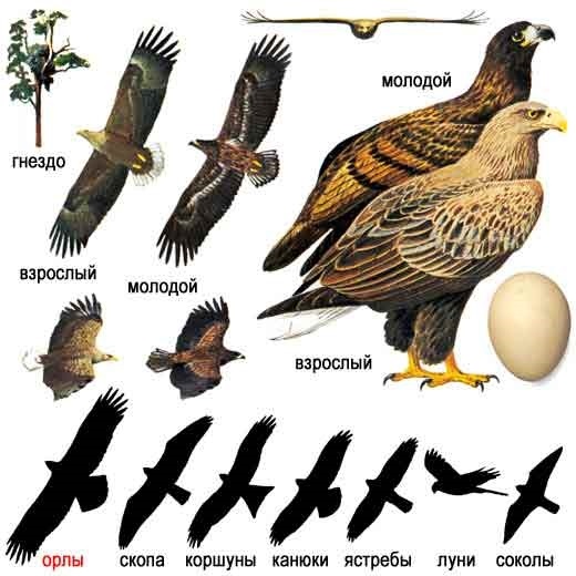 Хищные птицы средней полосы россии фото с названиями и описанием