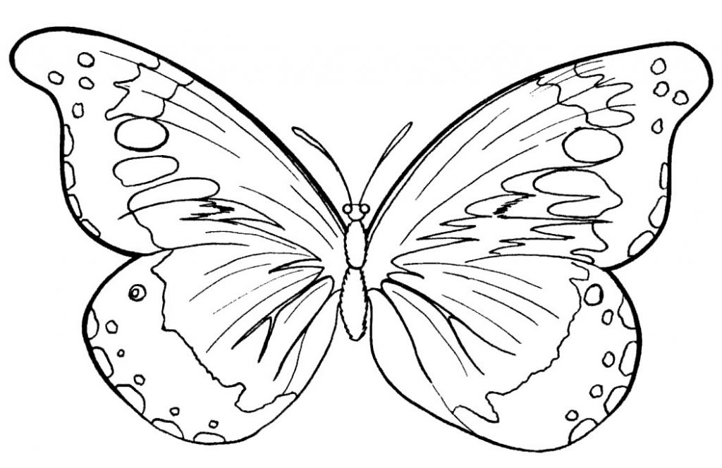 Рисунок бабочки для раскрашивания