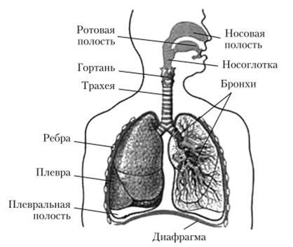 Рисунок дыхательной системы схема