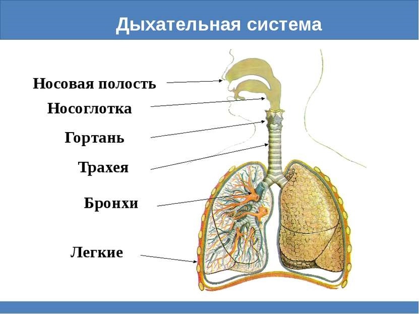 Органы дыхания человека схема