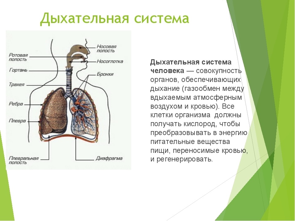 Презентация дыхательная система егэ биология