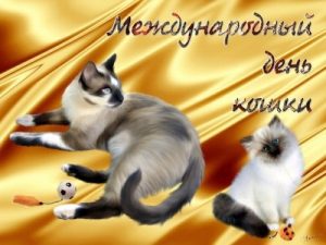 Всемирный день кошек 013