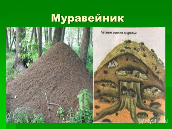 Веселый муравейник картинки