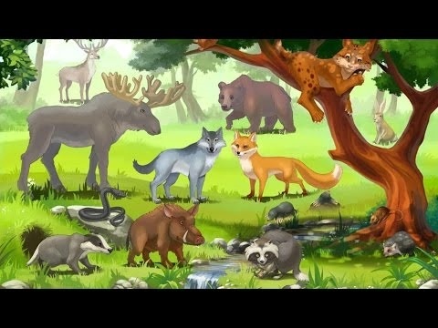 Картинки животные наших лесов для детей 003