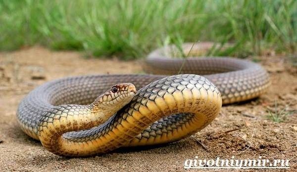 Полоз змея фото ставропольский край